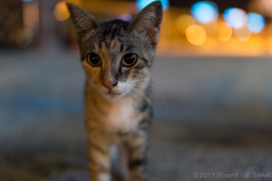 A stray cat in Brunei.