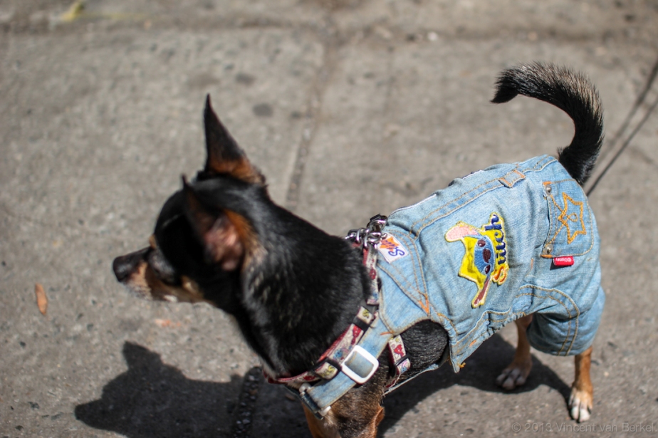 A chihuaha with overalls.