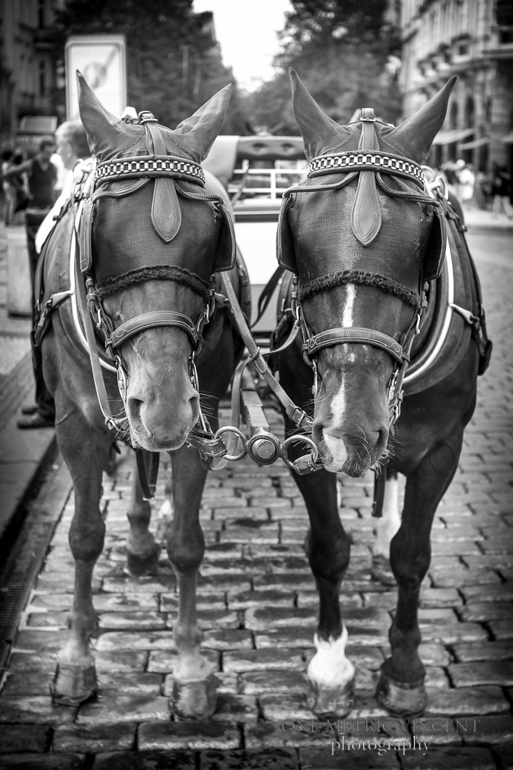 Horses wait for tourist customers in Prague.