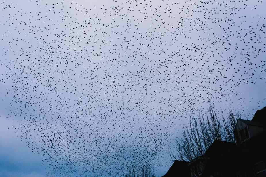 A murmuration of starlings – Harderwijk, Holland.